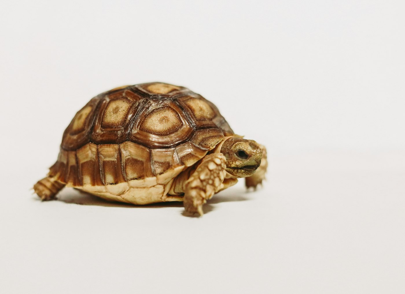 Alimentación para tortugas de agua (guía honesta)