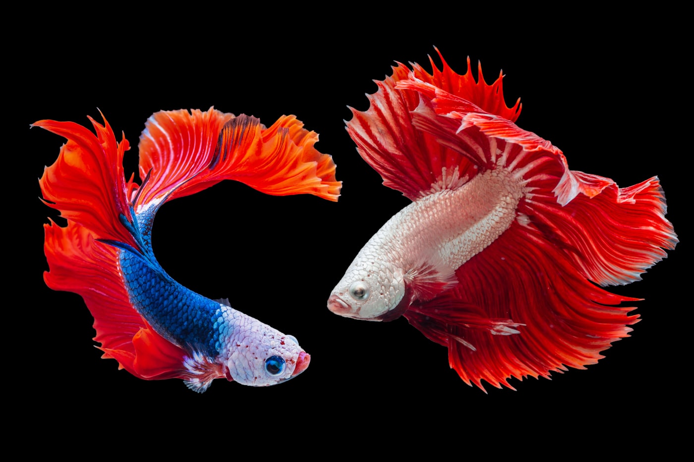 Cómo cuidar un pez telescopio o goldfish (sin mitos)