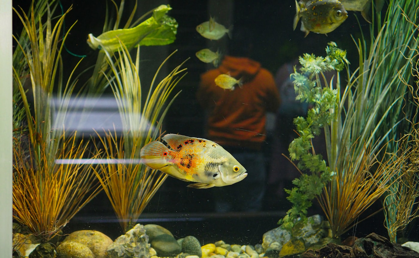 Cómo elegir peces de acuario de agua dulce