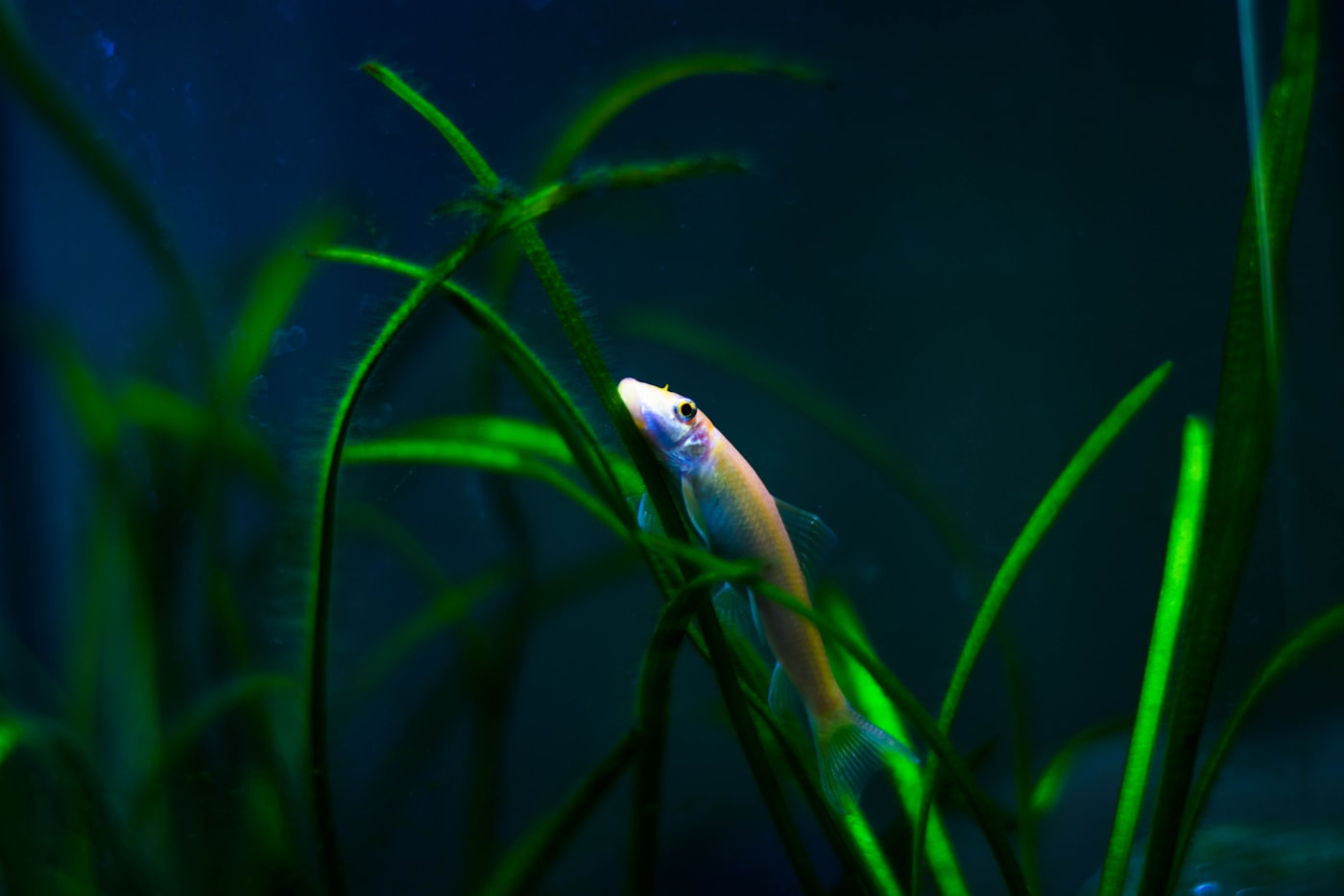 Cómo quitar el cloro al agua para tu acuario