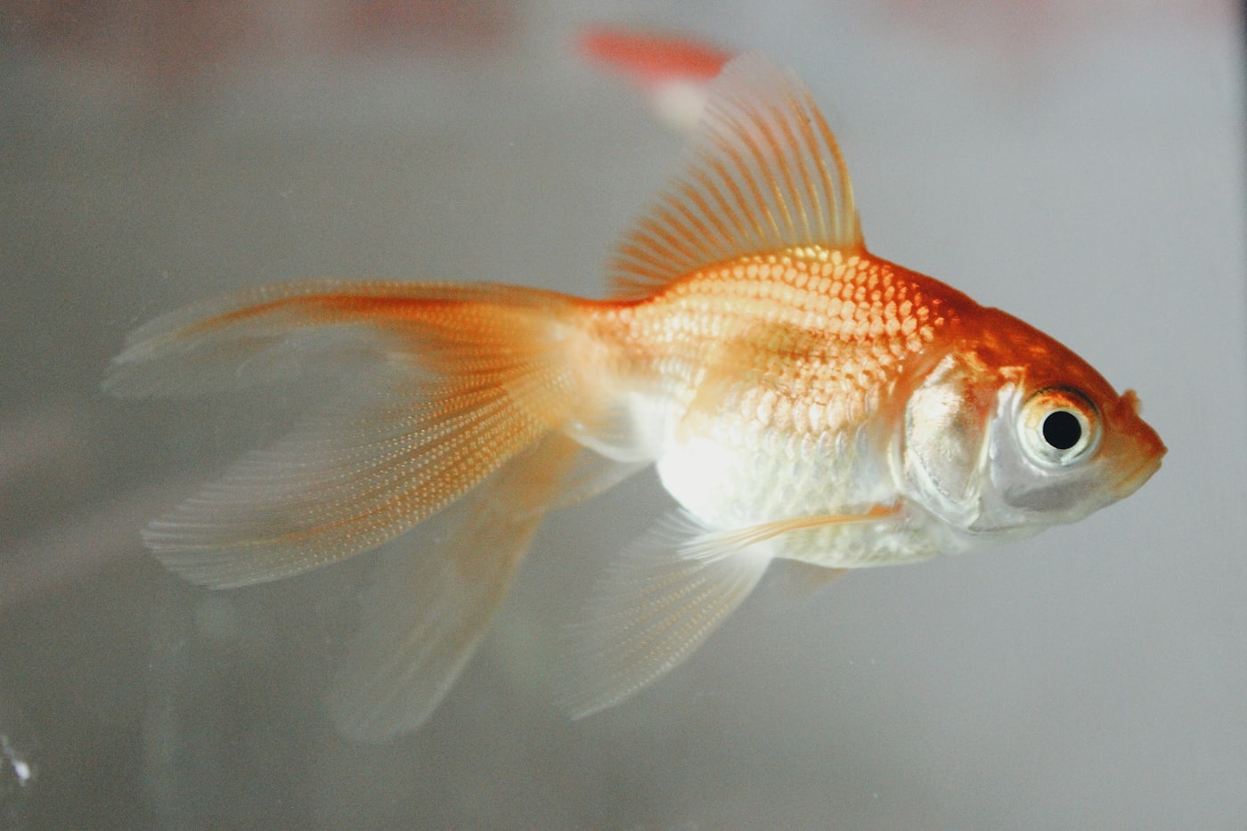Cómo sexar mi goldfish: ¿macho o hembra? (guía real)