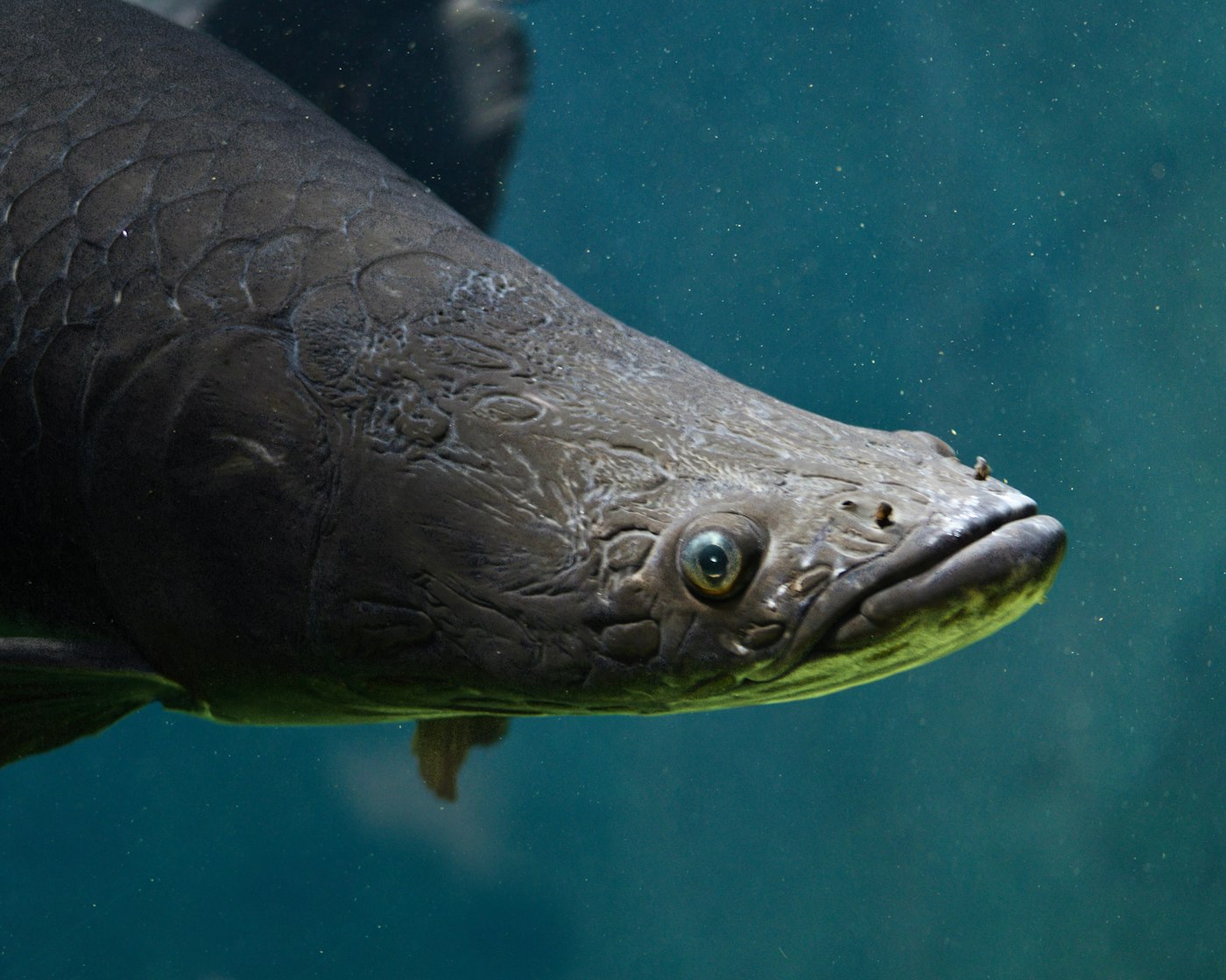 Arapaima: el gigante del Amazonas que no cabe en un acuario