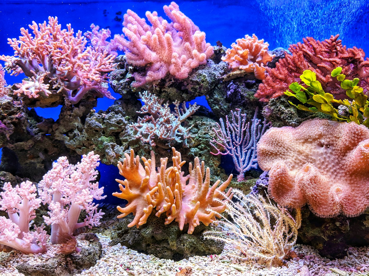 Filtros esponja para acuarios de agua dulce