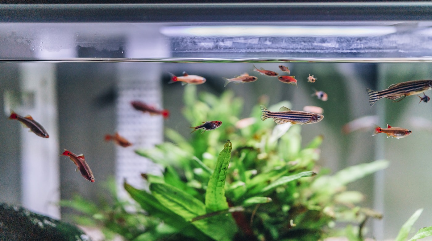 Filtros externos para acuarios de agua dulce o salada