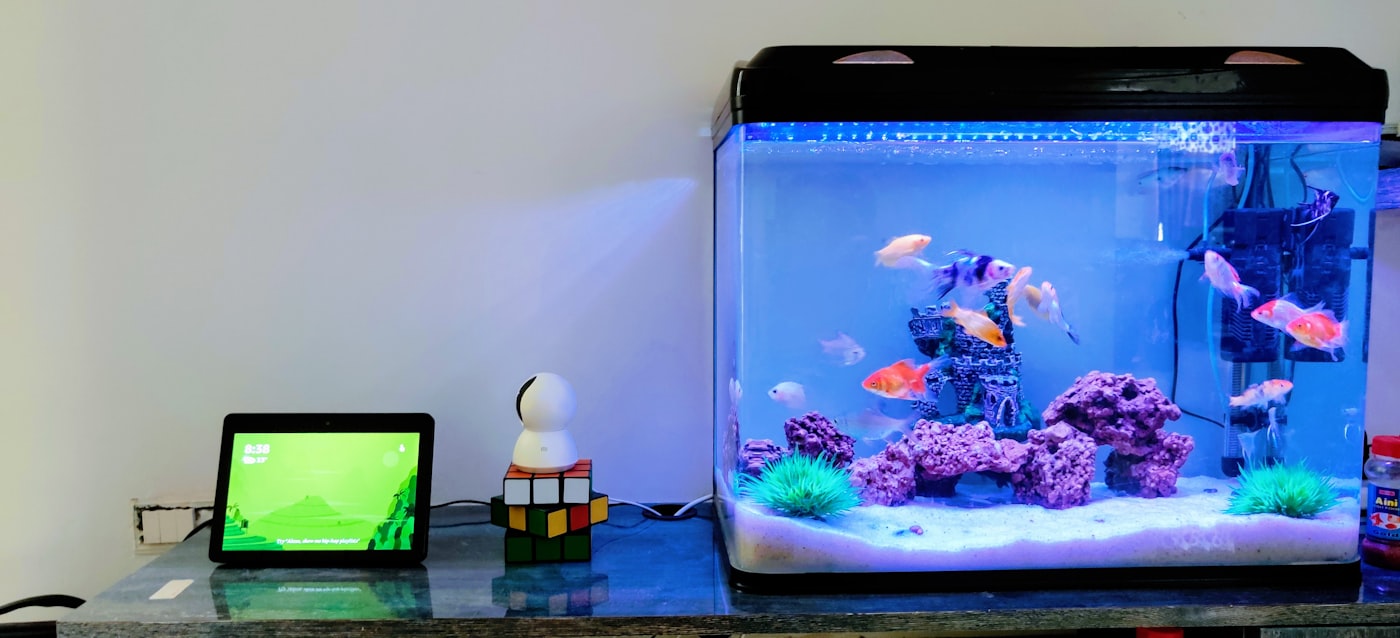 Iluminación de acuario: guía completa