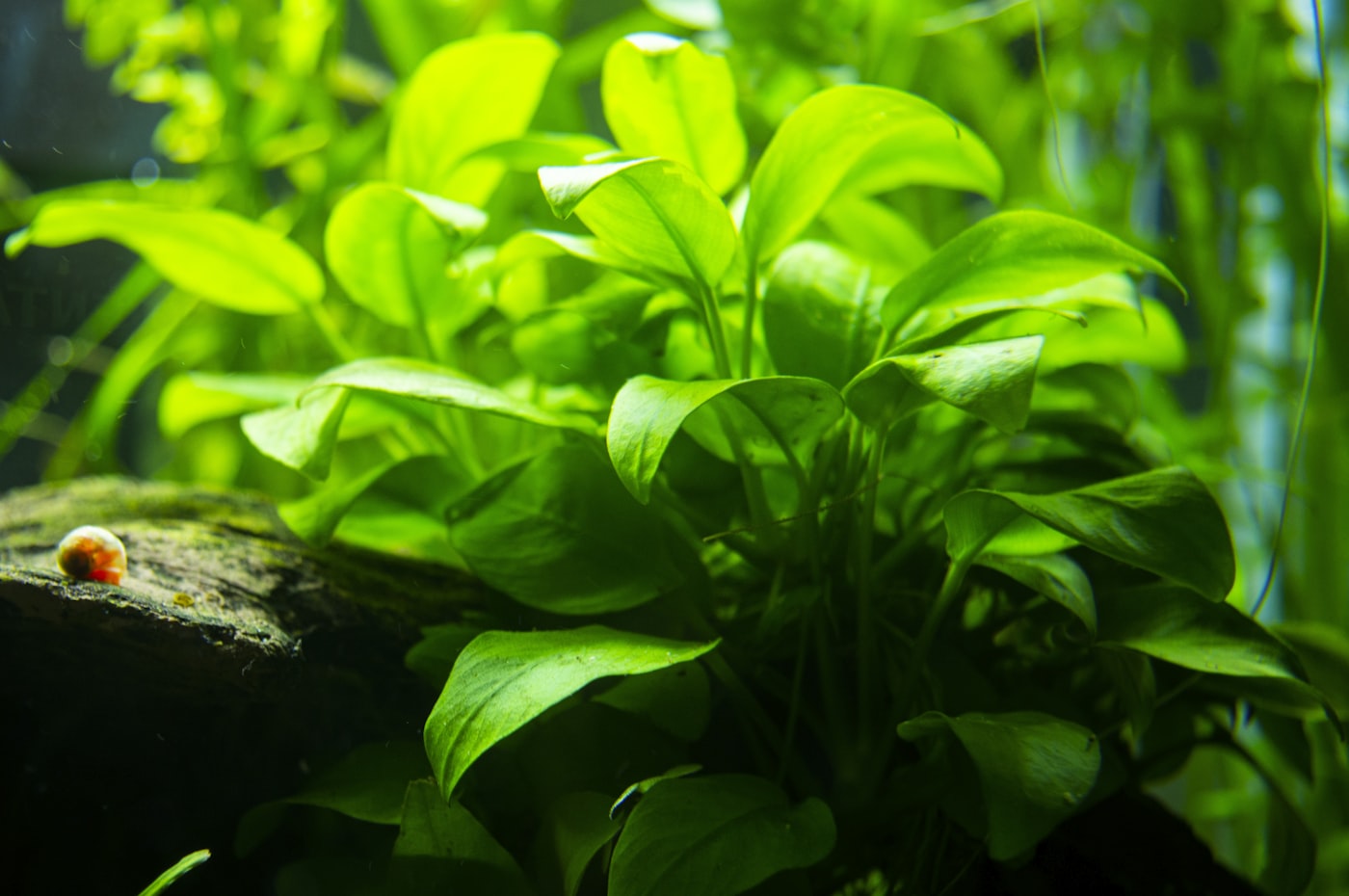 Musgos de acuario: especies fáciles y cómo fijarlos