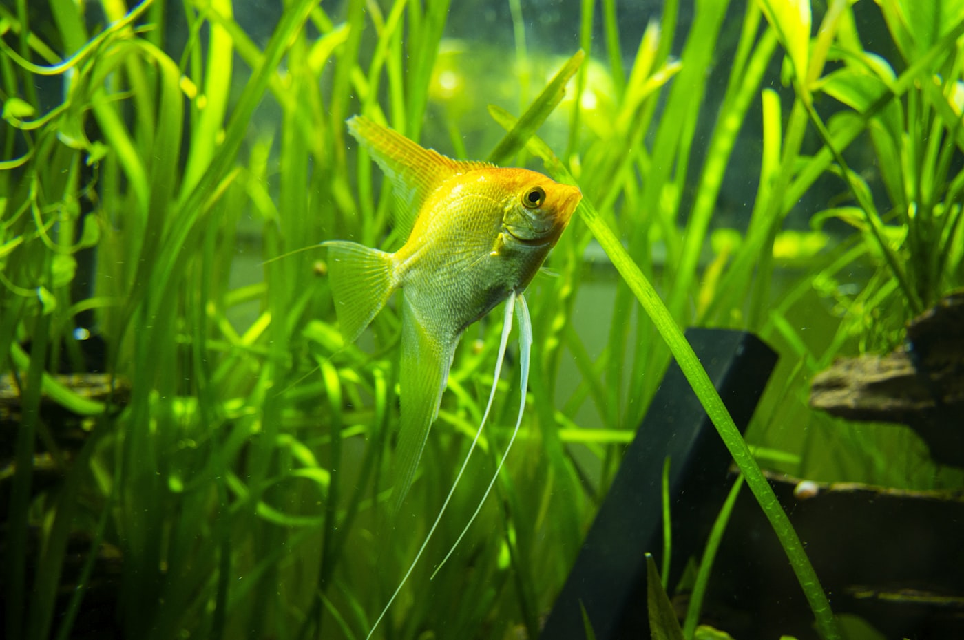 Peces come-algas reales: cuáles funcionan (y cuáles son mito)
