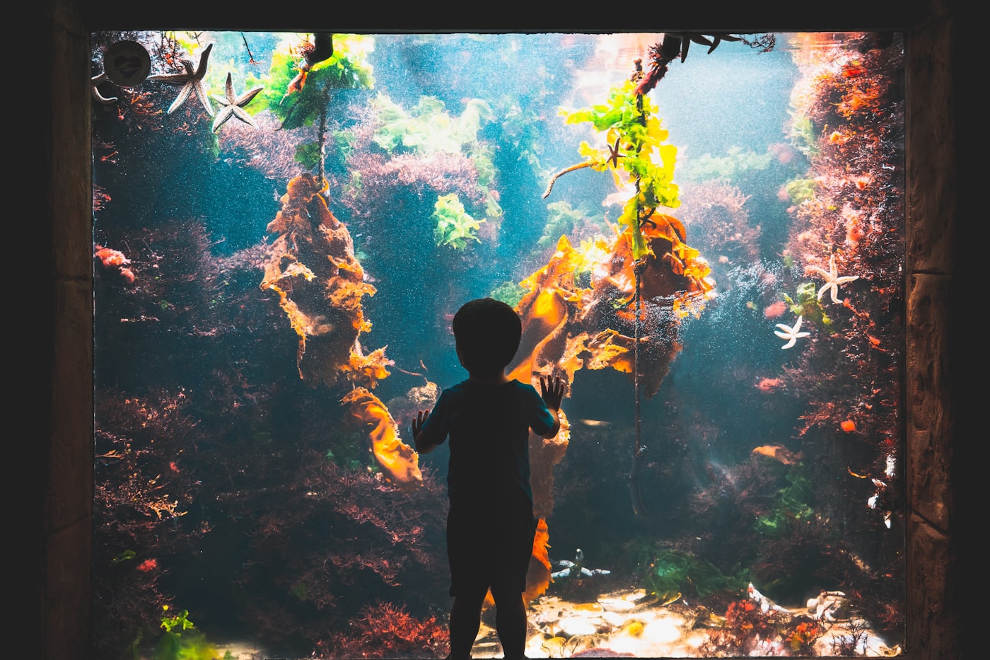 Características de los peces vivíparos: biología y reproducción