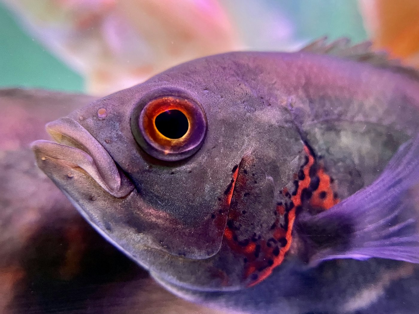 Pez Oscar (Astronotus ocellatus): ficha y cuidados reales
