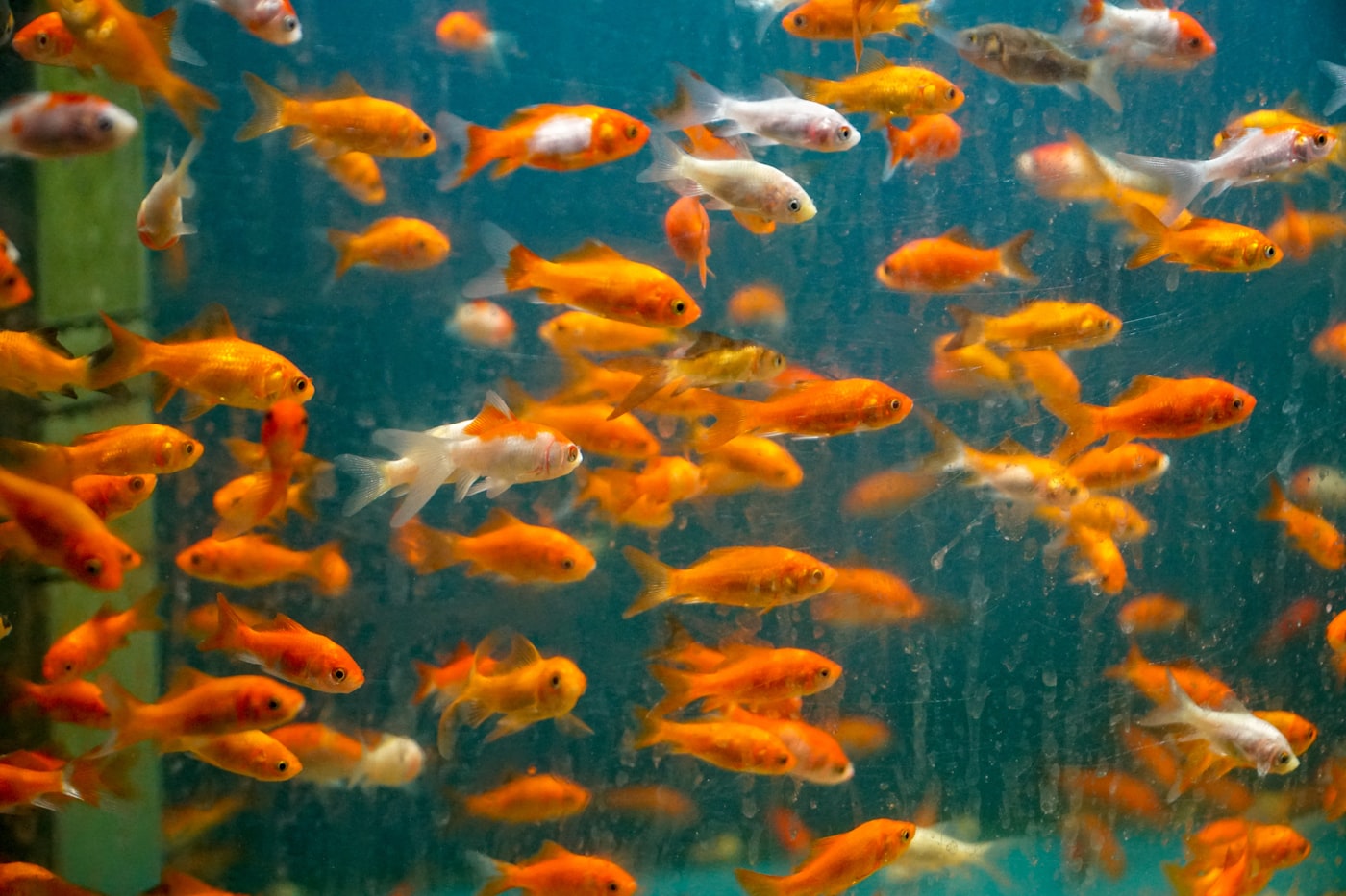 Pez telescopio (Carassius auratus): ficha y cuidados