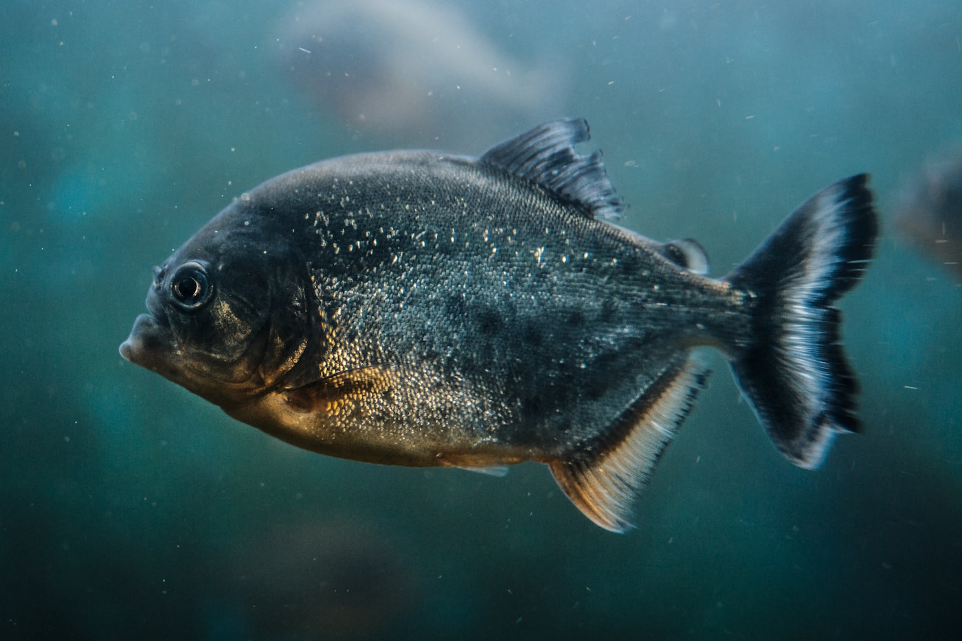 Piraña (Pygocentrus nattereri): ficha, restricciones legales y por qué no es para principiantes