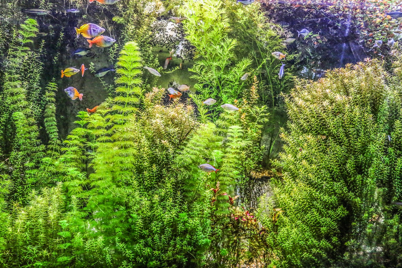 Plantas en raíz o roca: epífitas para acuario