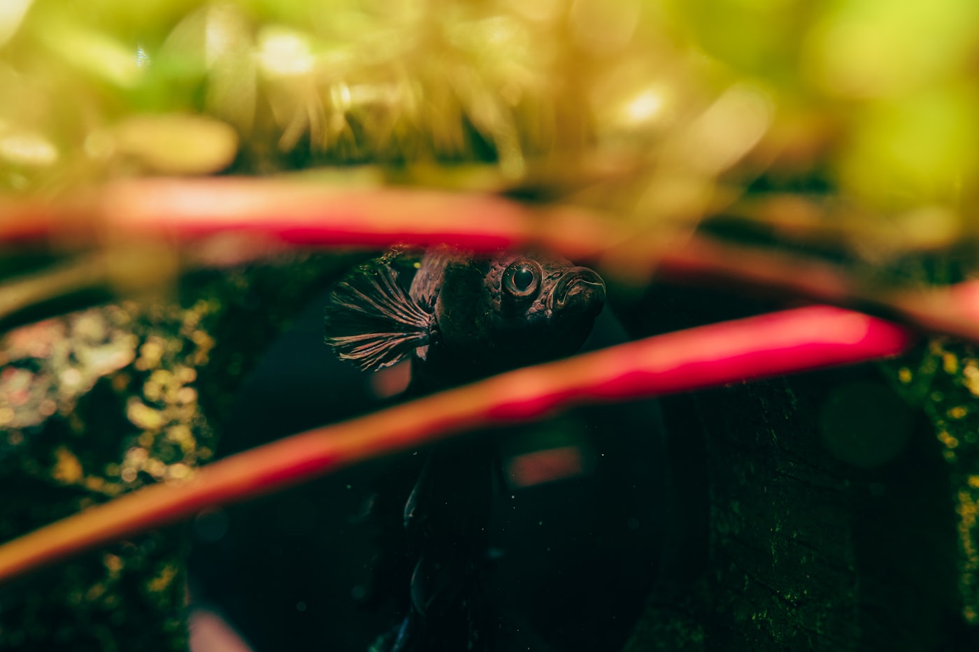 Plantas tapizantes para acuarios de agua dulce