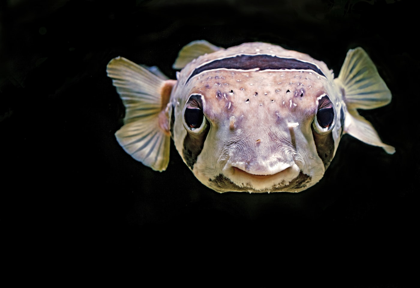 Tetraodon mbu (Tetraodon mbu): ficha del pez globo gigante de agua dulce