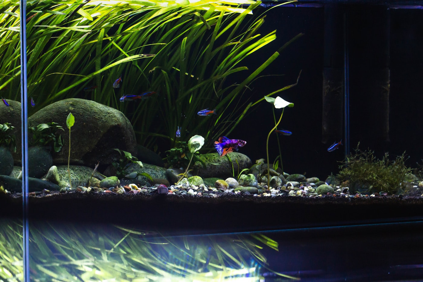 Acuario plantado recién montado sobre un mueble