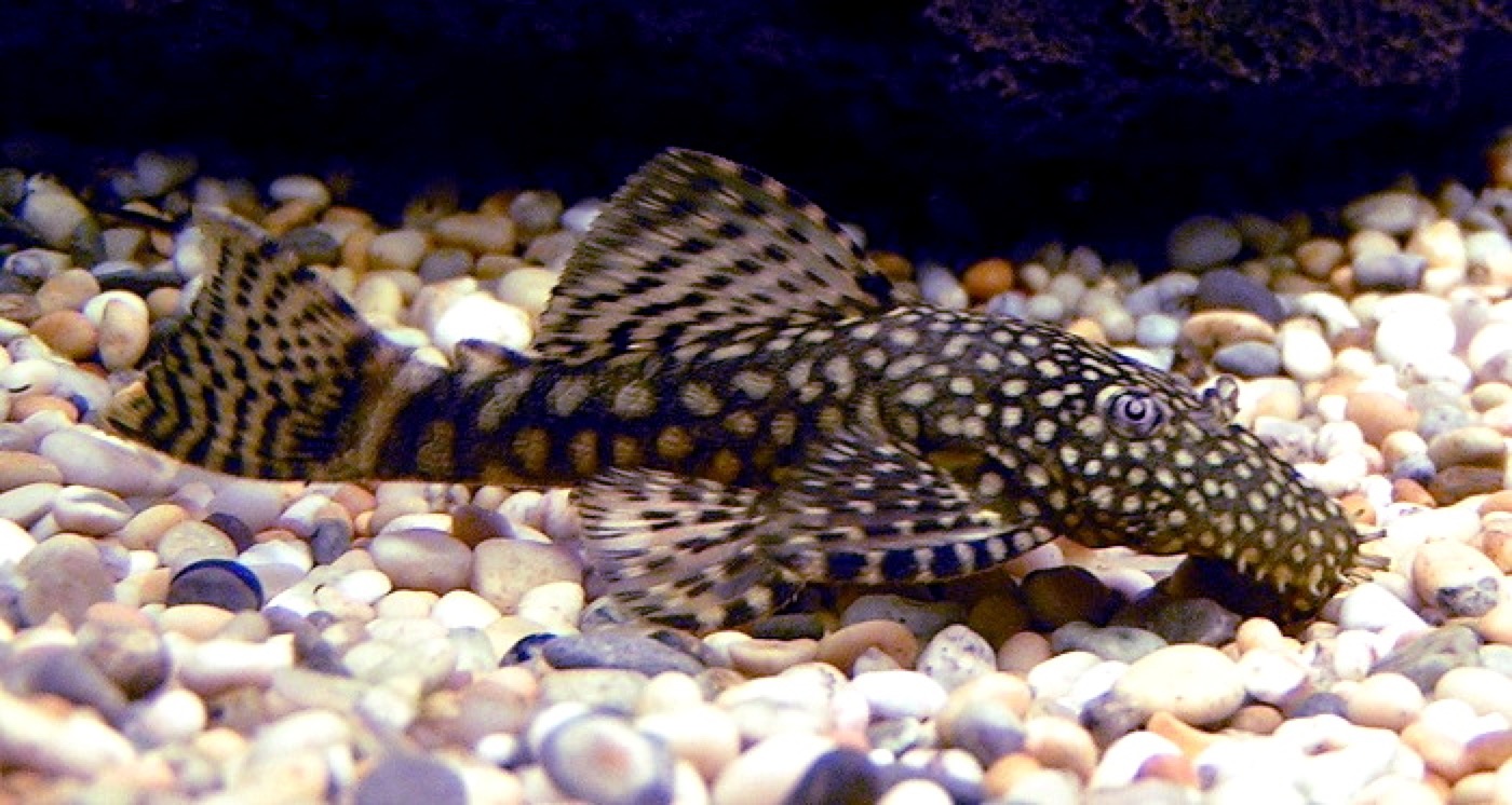 Ancistrus adherido al cristal de un acuario junto a un tronco