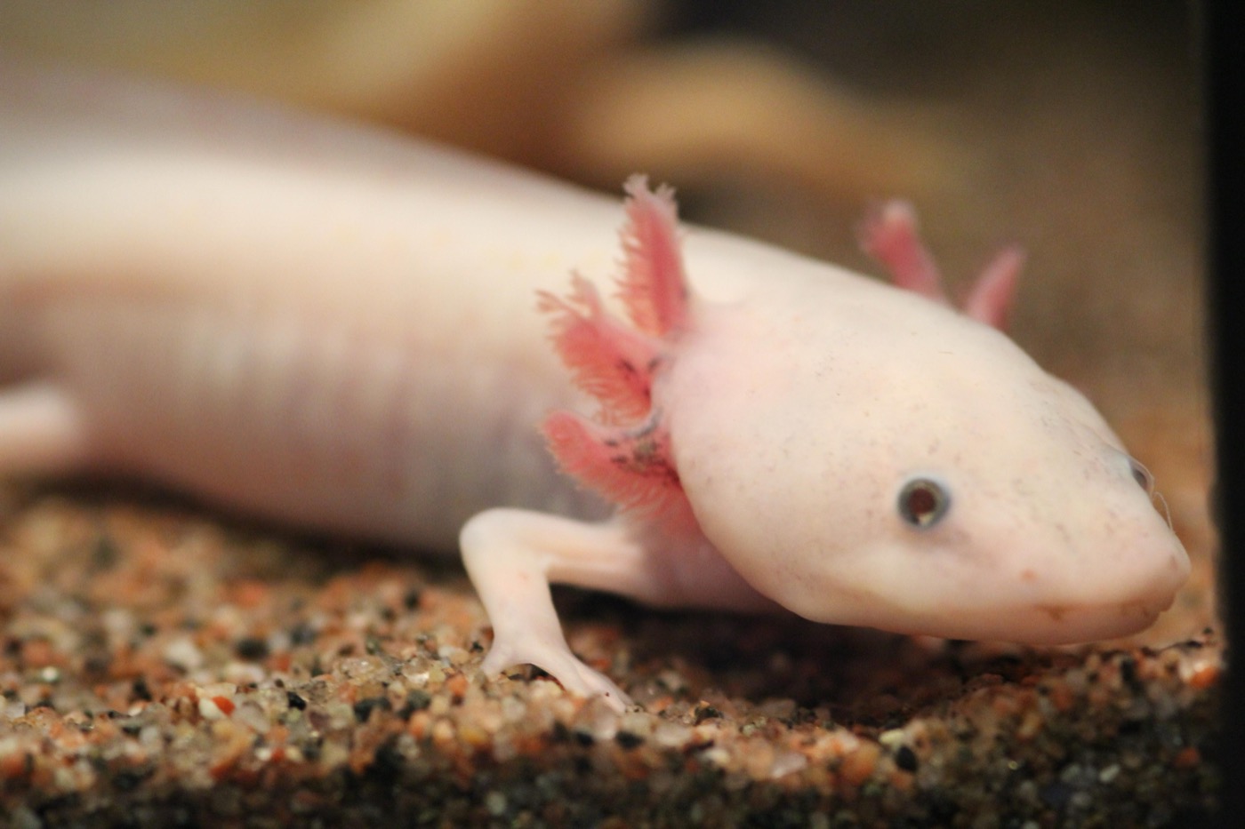 Axolotl rosado con branquias externas sobre un fondo de arena fina