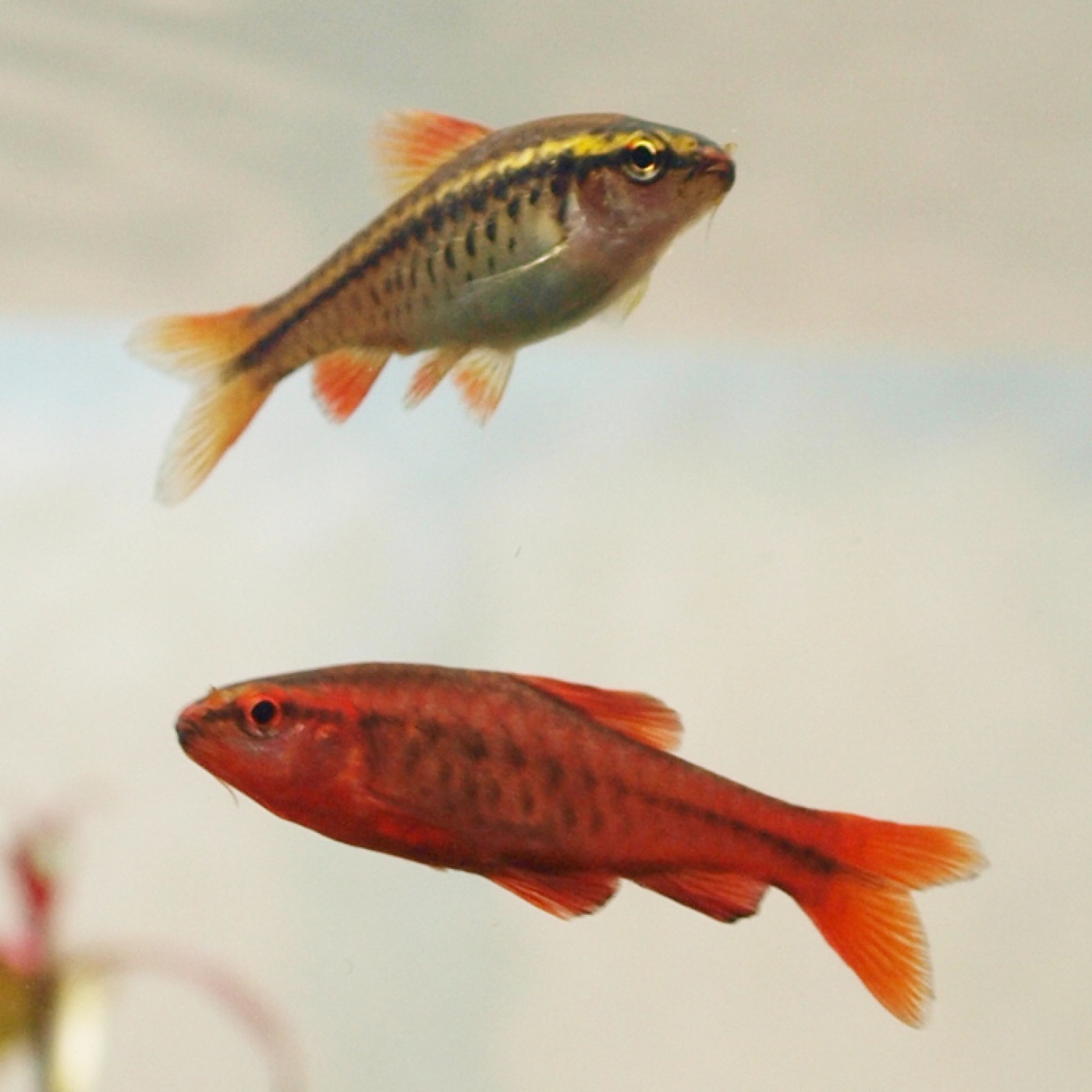 Barbo cereza macho de color rojo intenso en acuario plantado