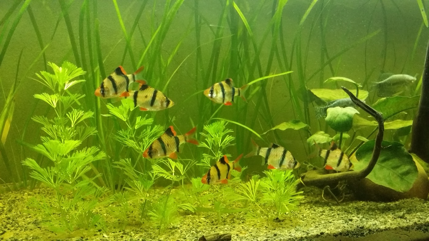 Cardumen de barbos tigre rayados nadando activos en un acuario
