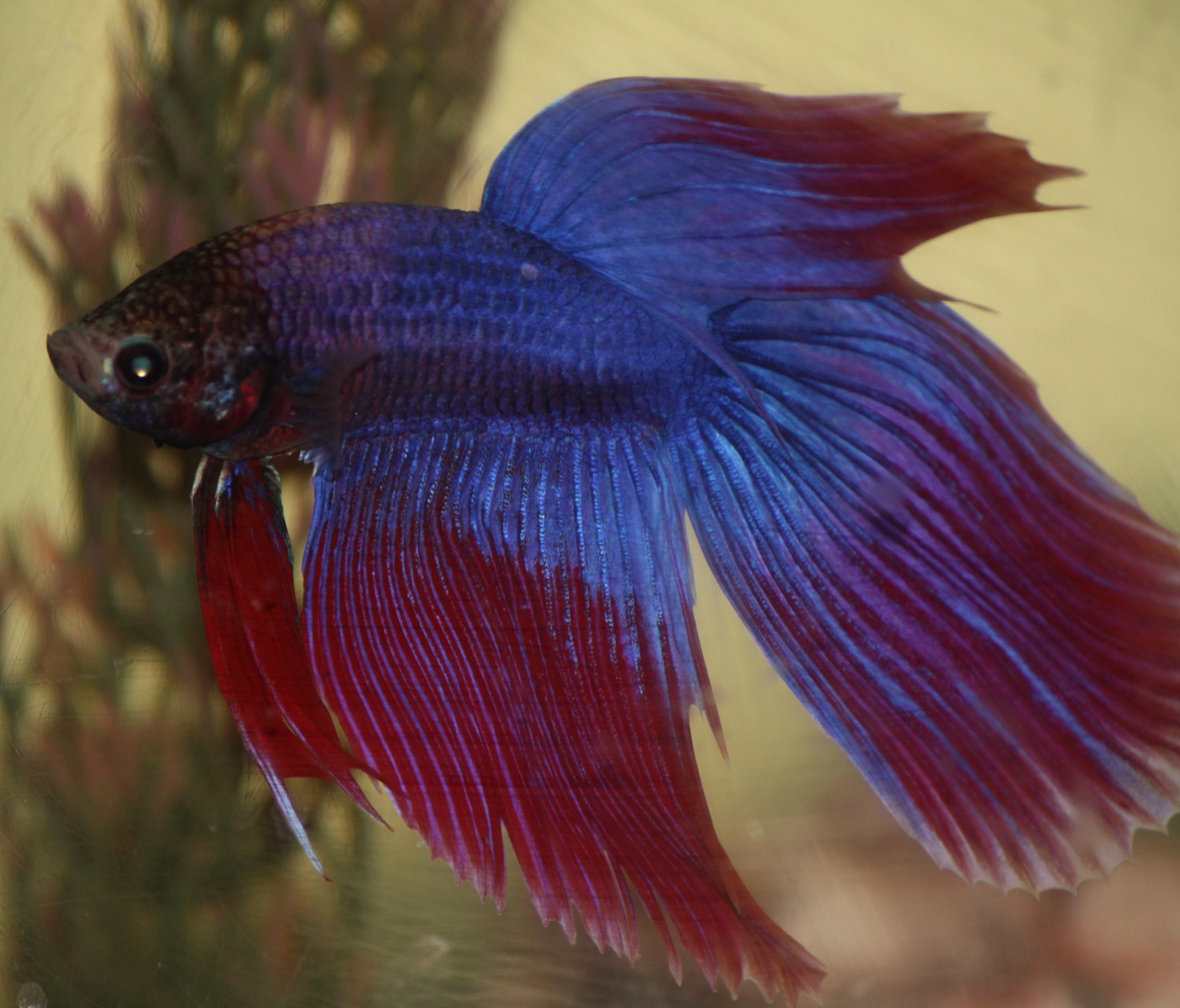 Betta splendens macho de aletas largas en acuario plantado