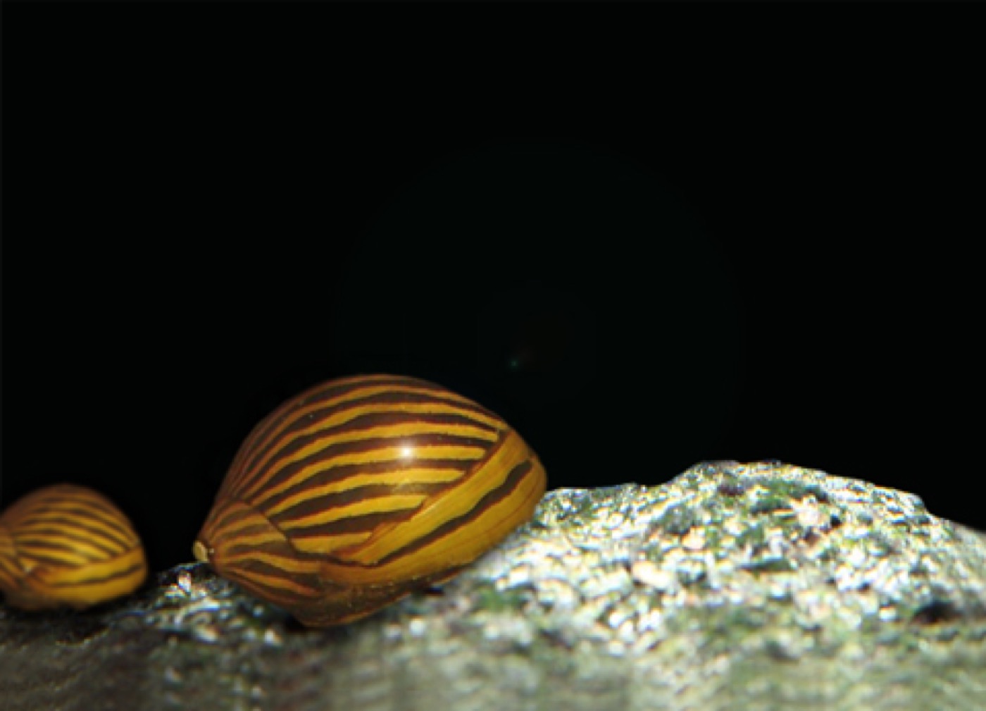 Caracol neritina con concha rayada limpiando algas del cristal del acuario