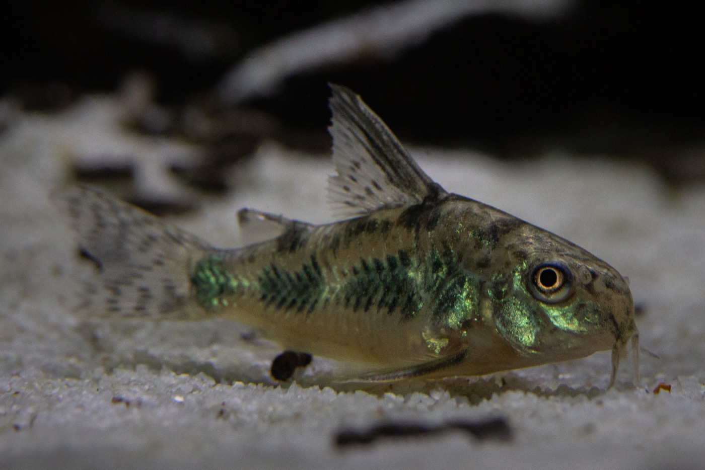 Grupo de corydoras buscando comida en el fondo de arena