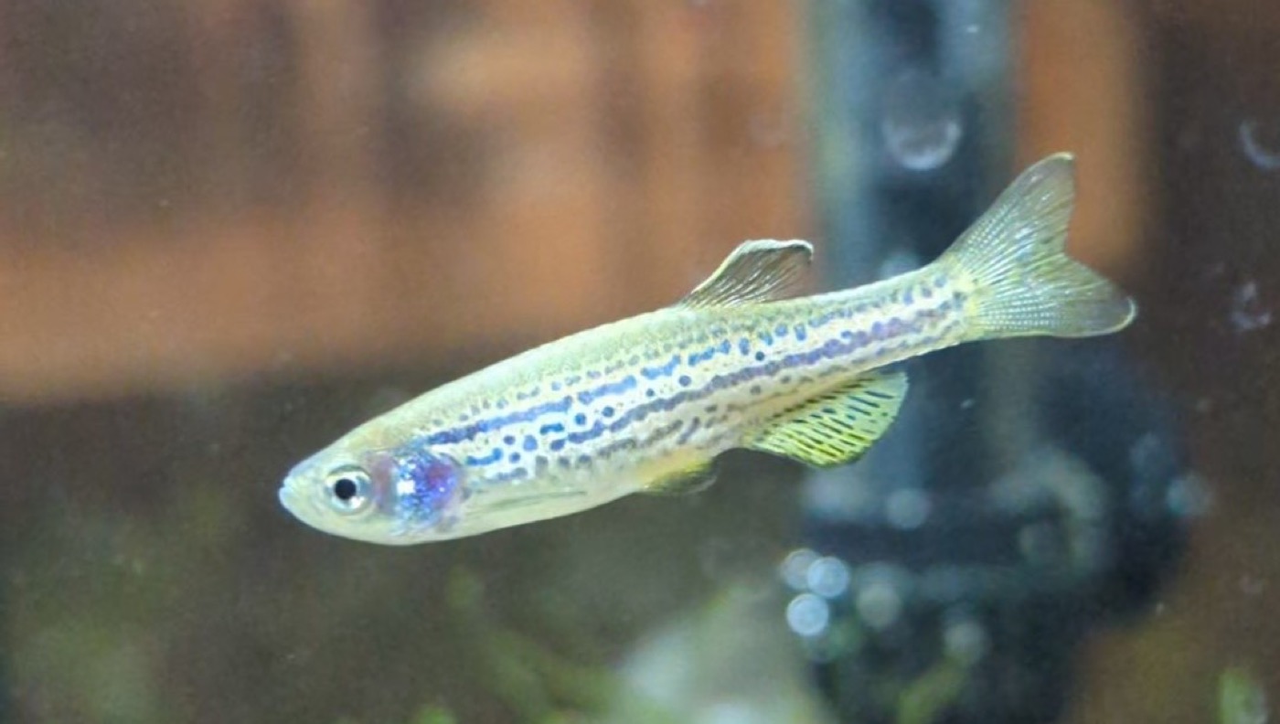 Cardumen de danios cebra rayados nadando veloces en un acuario