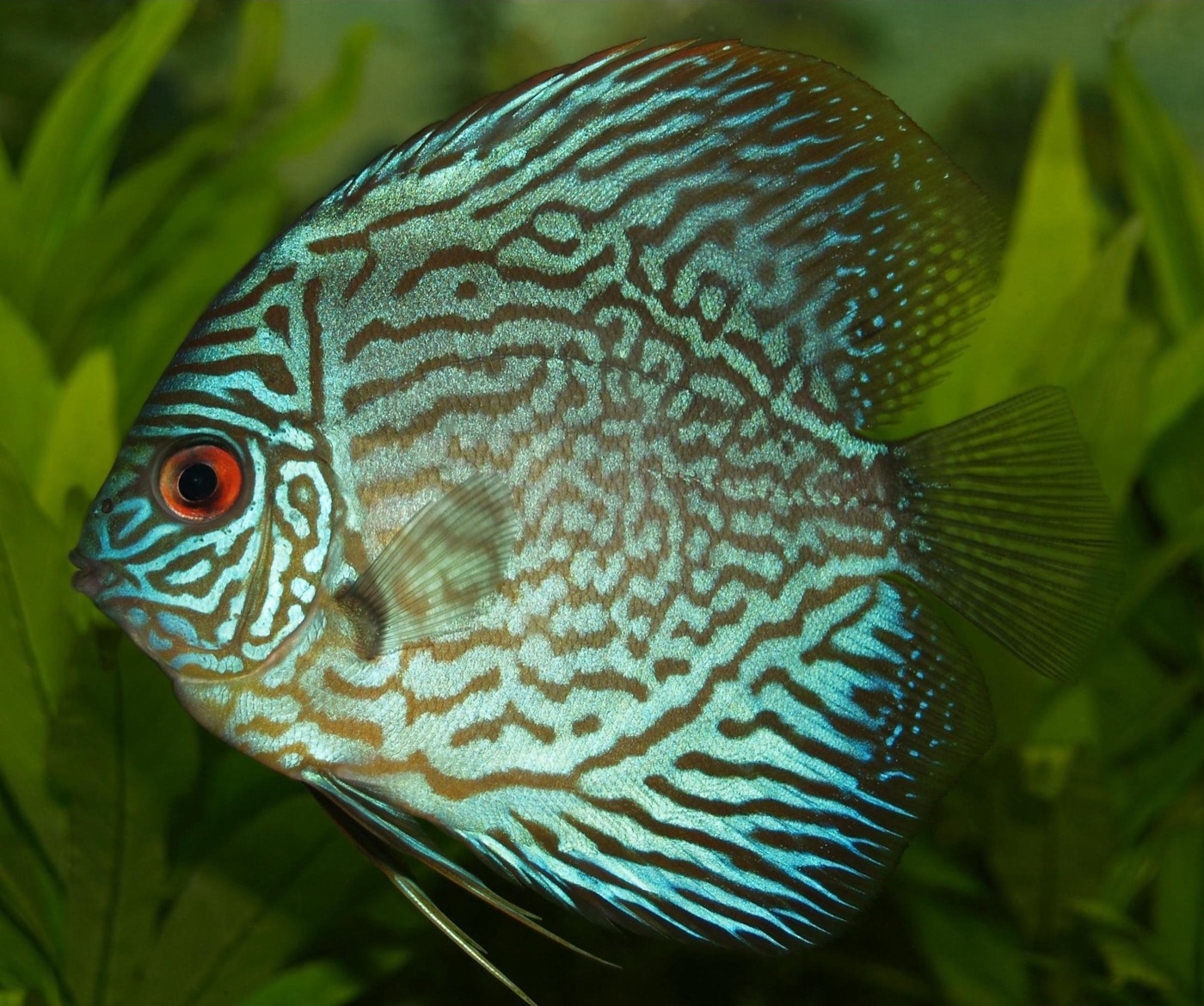 Pez disco de color azul y naranja en un acuario amplio de aguas cálidas