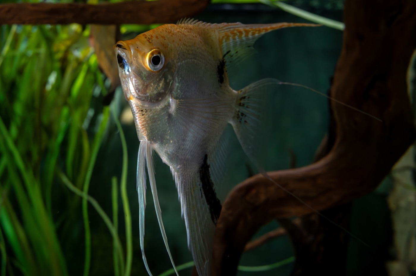 Pez ángel escalar de aletas largas en acuario alto plantado