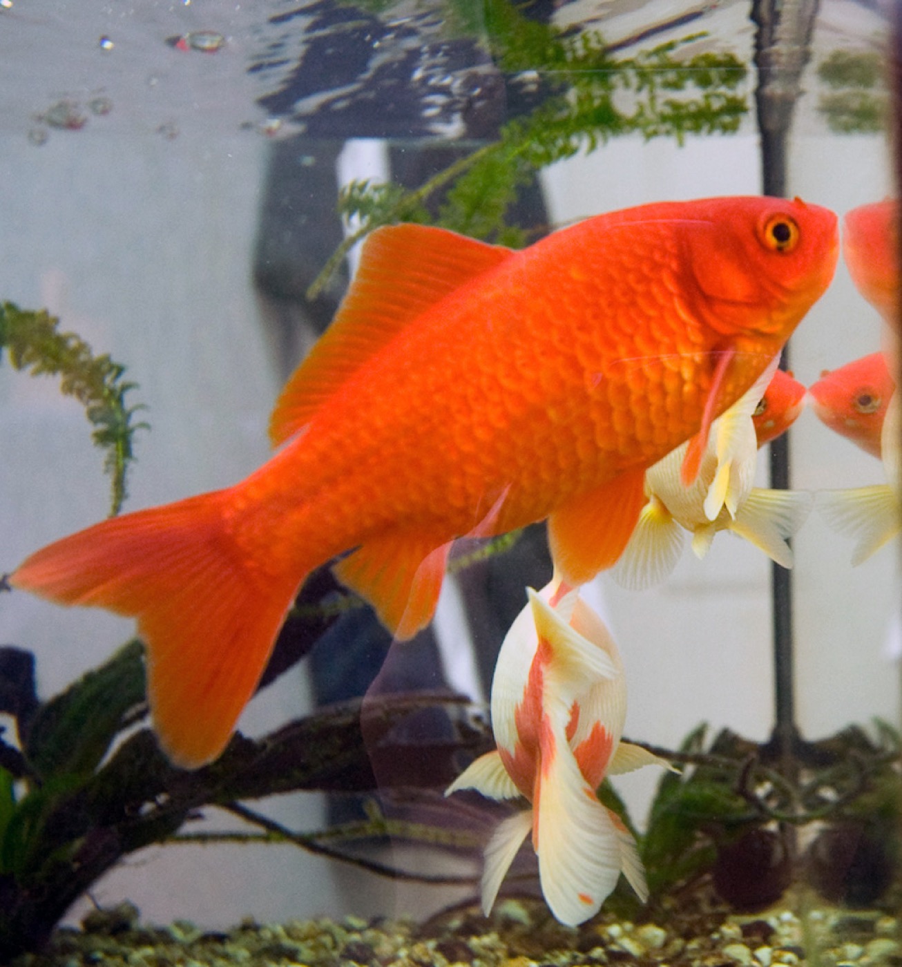 Goldfish naranja en un acuario amplio de agua fría