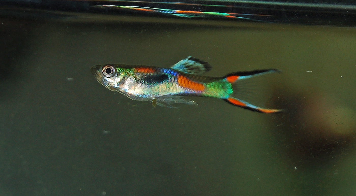 Machos de guppy endler con colores neón verdes y naranjas en acuario plantado