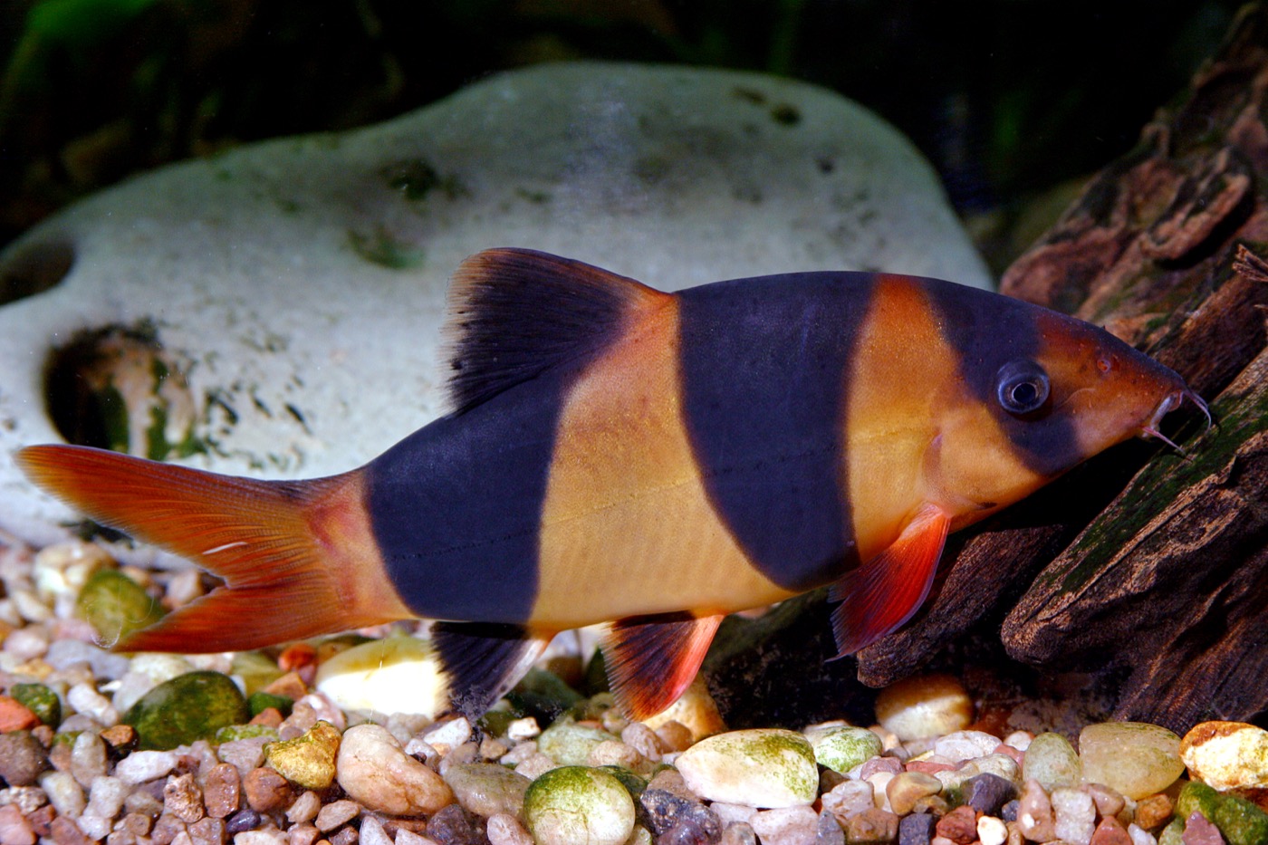 Grupo de lochas payaso naranjas con bandas negras en el fondo del acuario