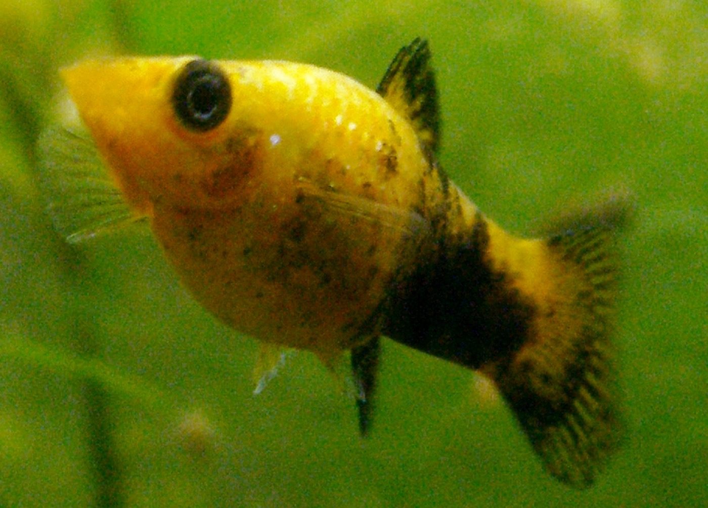 Molly negro nadando en un acuario plantado de agua dura