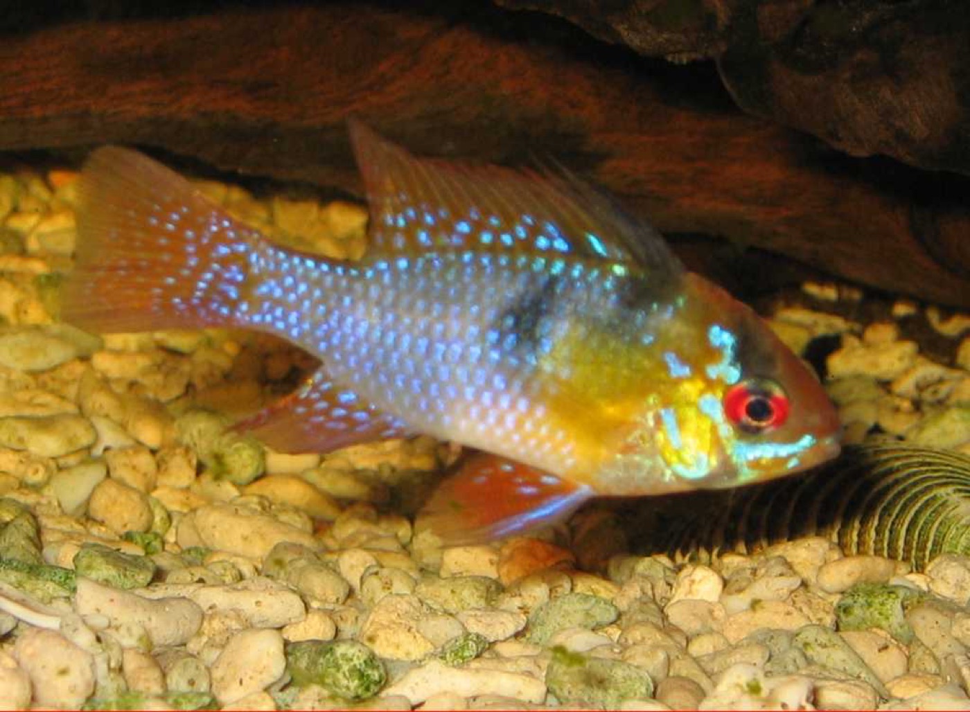Pareja de ramirezi de colores azules y dorados en un acuario plantado