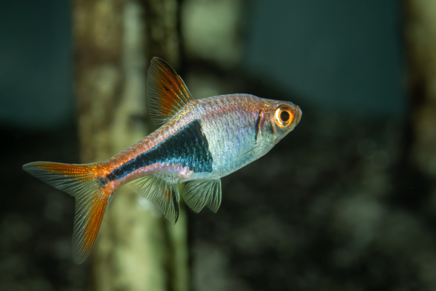 Cardumen de rasbora arlequín con la mancha negra triangular en acuario plantado
