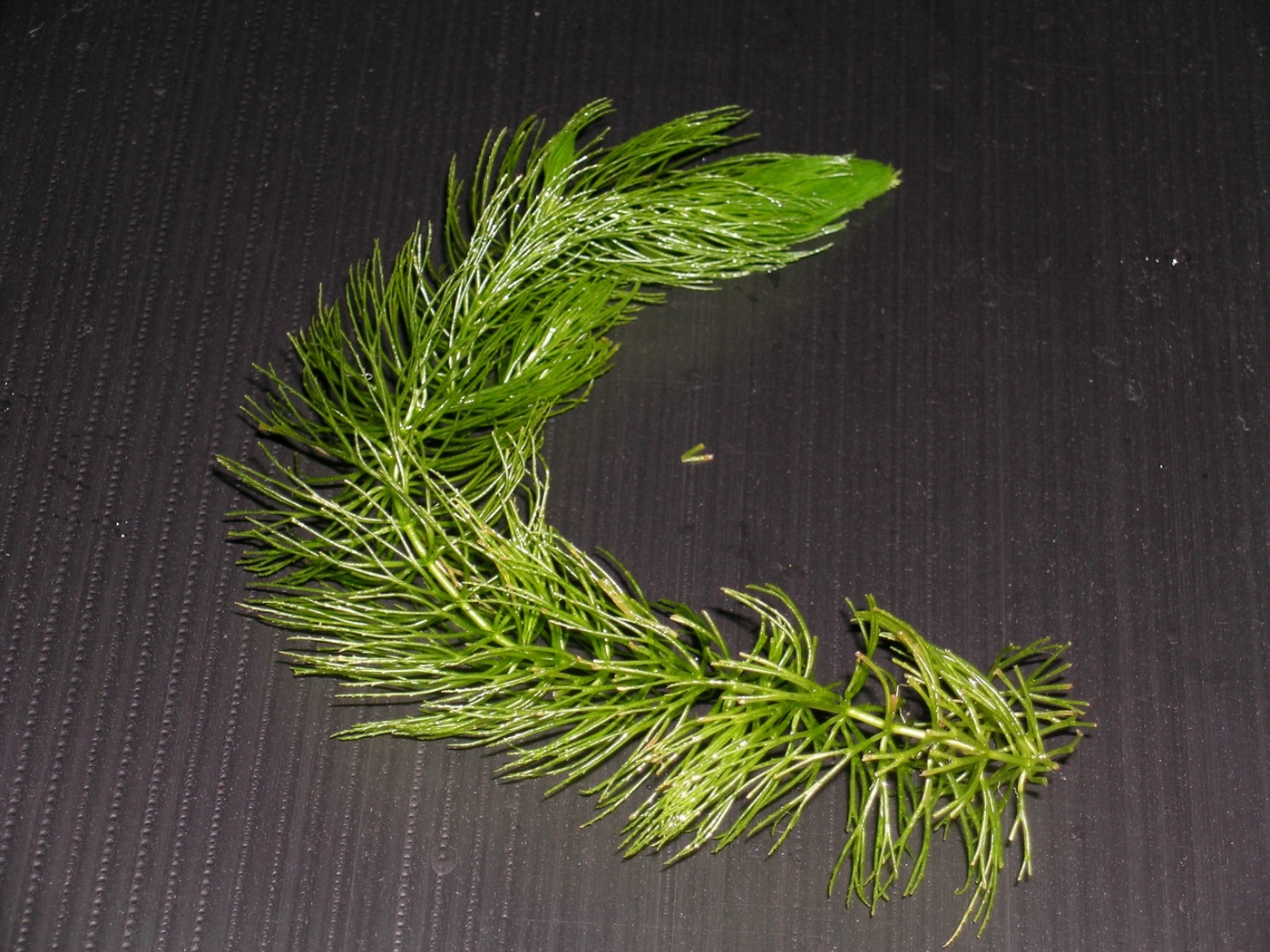 Tallos flotantes de Ceratophyllum demersum con hojas plumosas verde oscuro