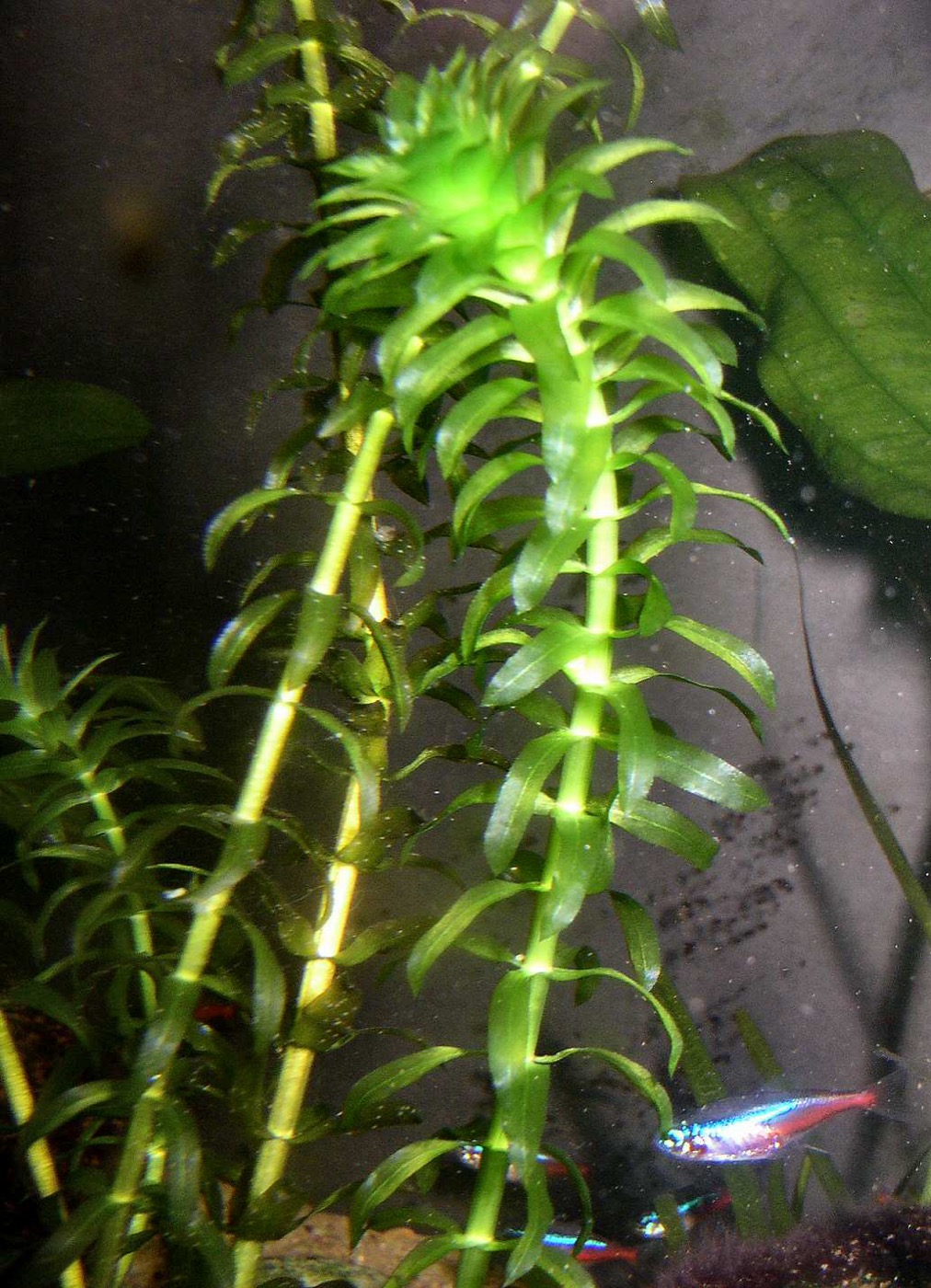 Tallos de Elodea de hojas verdes verticiladas flotando en el acuario