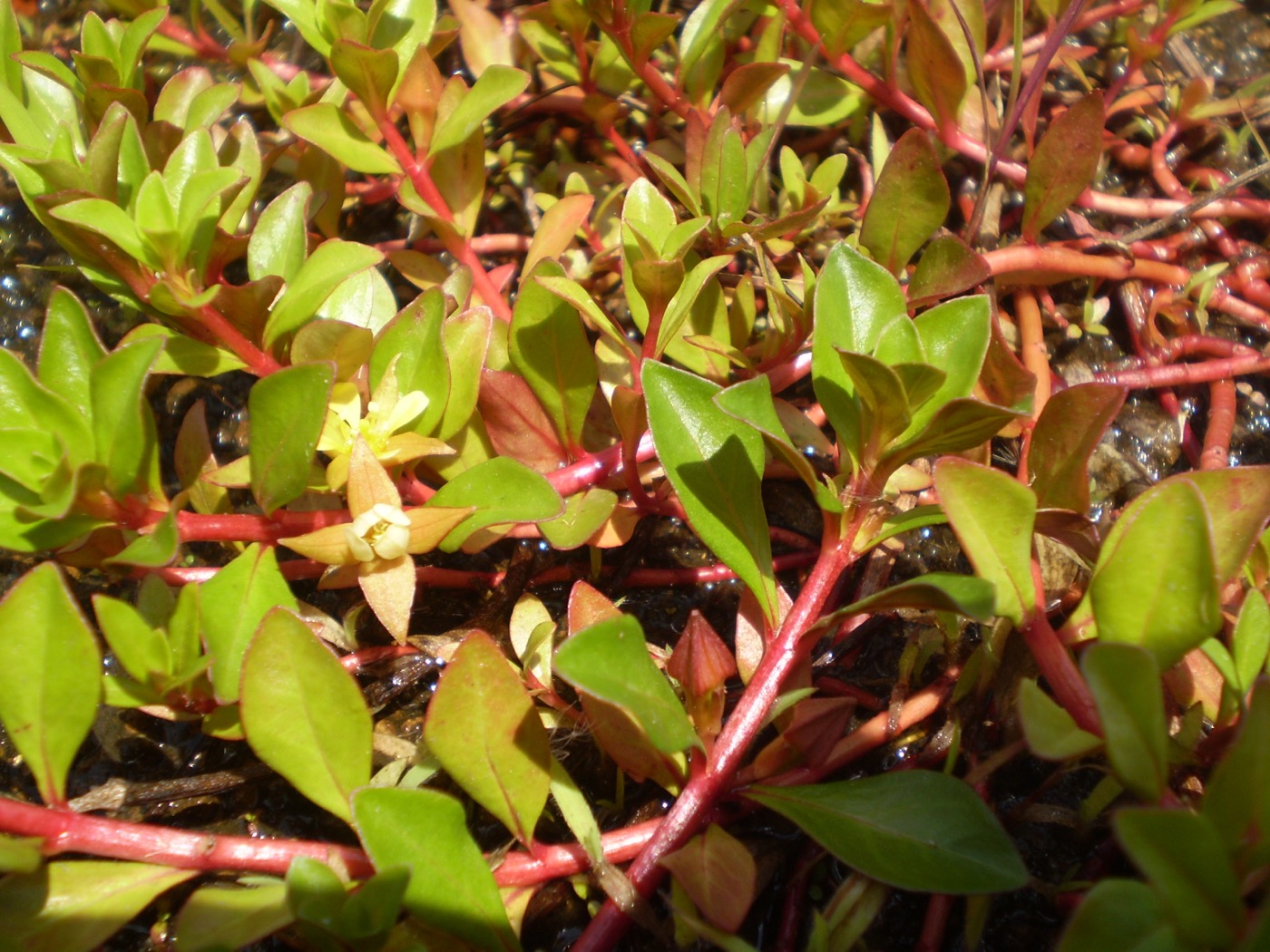 Tallos de Ludwigia repens con hojas rojizas y cobrizas en el fondo del acuario