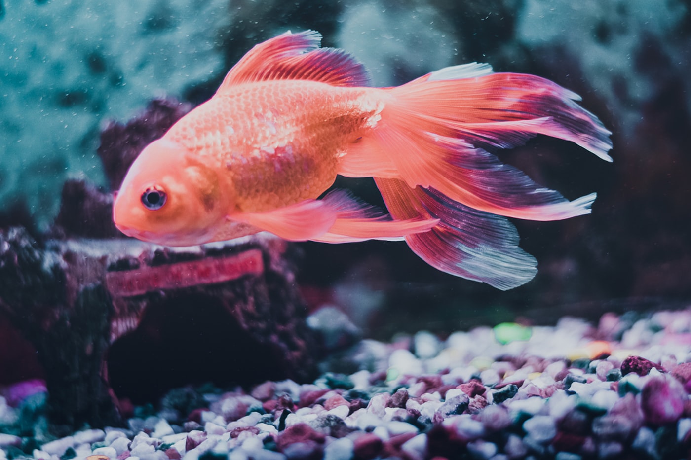 Musgo de Java cubriendo una raíz en un acuario plantado