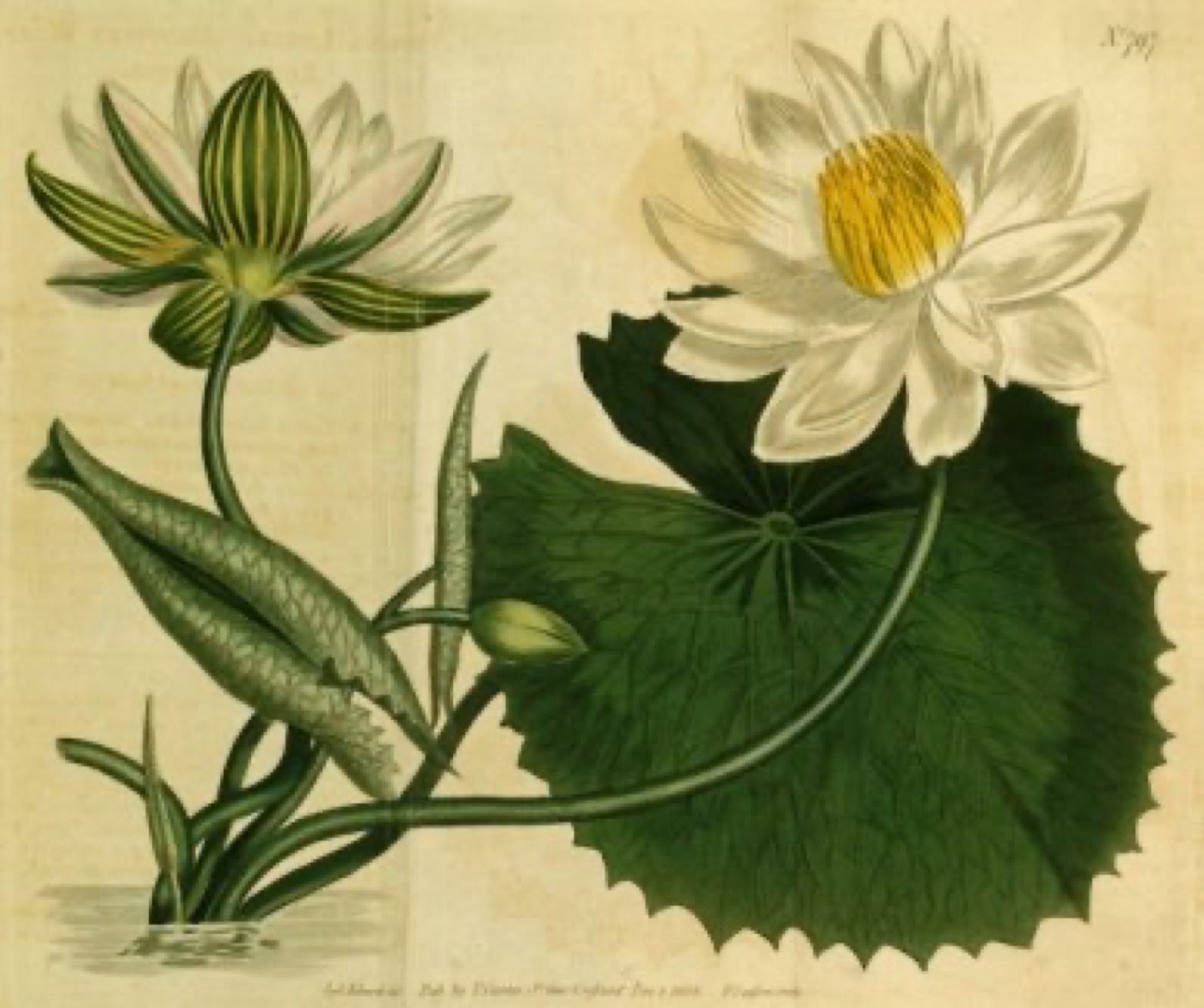 Loto tigre Nymphaea lotus con hojas rojizas moteadas como planta central del acuario