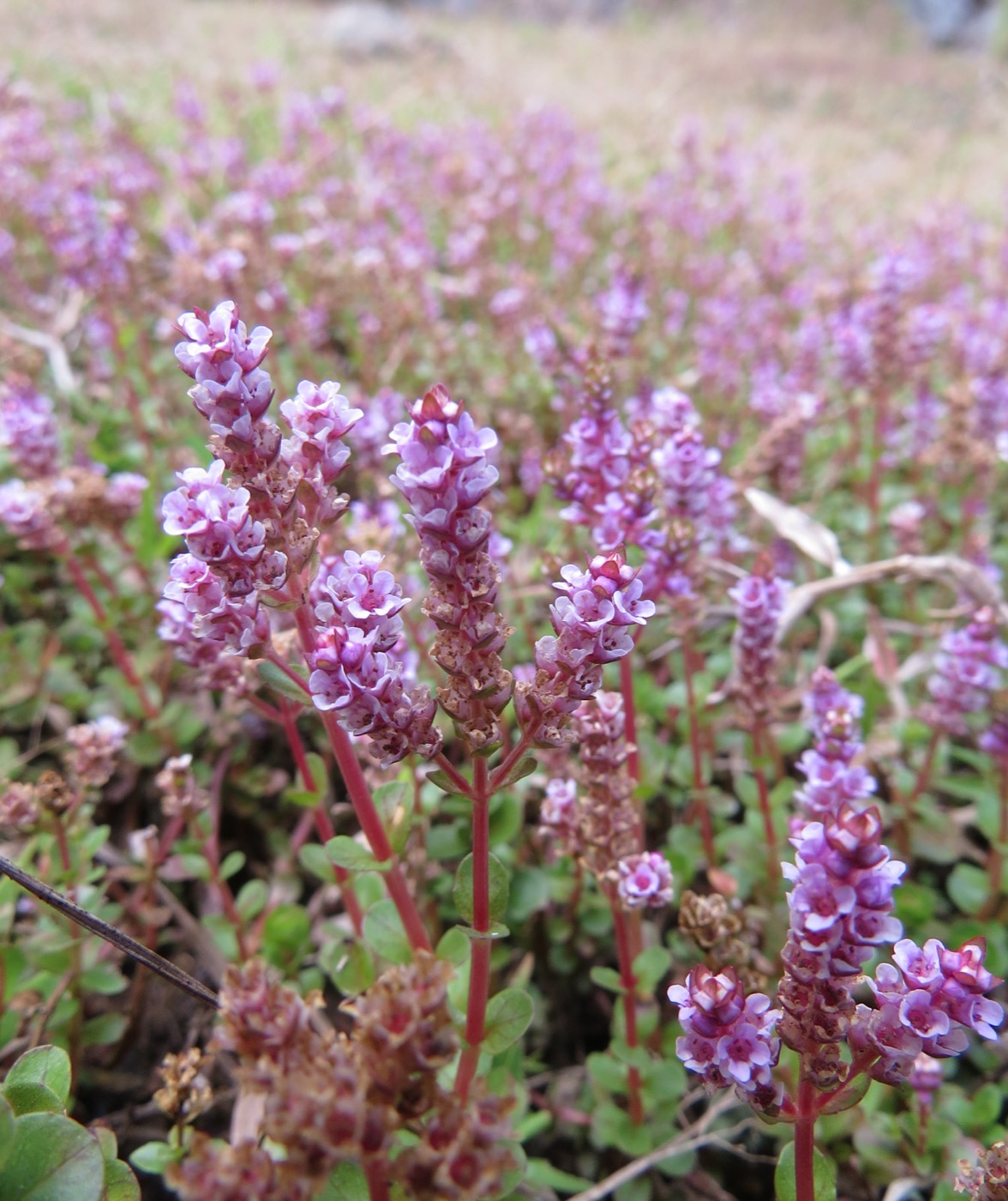 Mata de Rotala rotundifolia con puntas rojizas bajo luz intensa