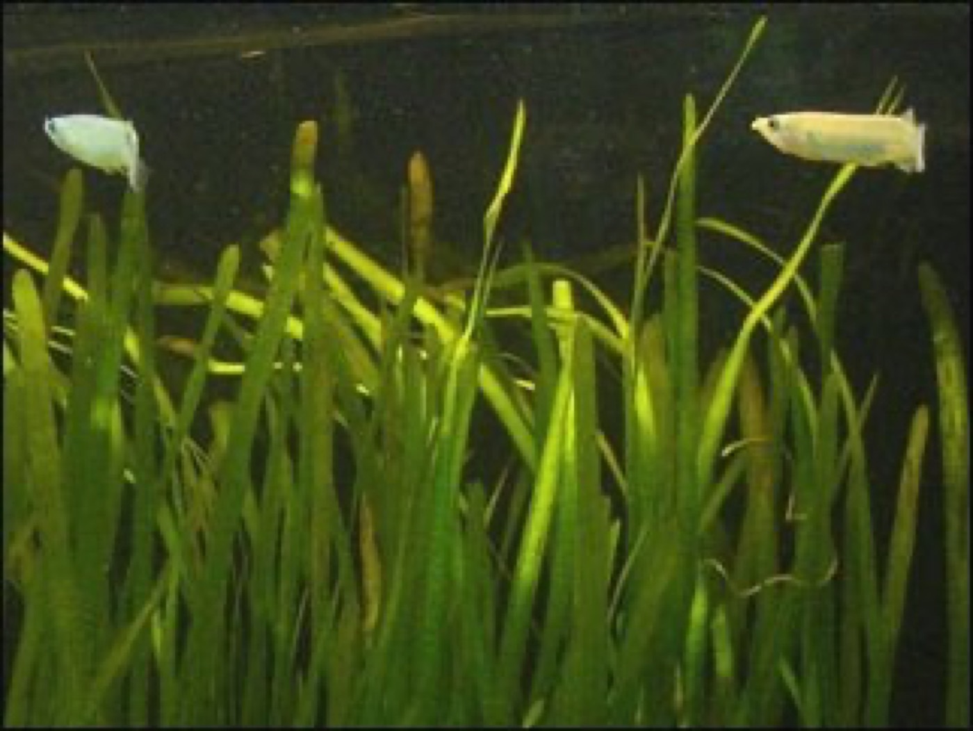 Cintas verdes altas de Vallisneria formando un fondo denso en el acuario