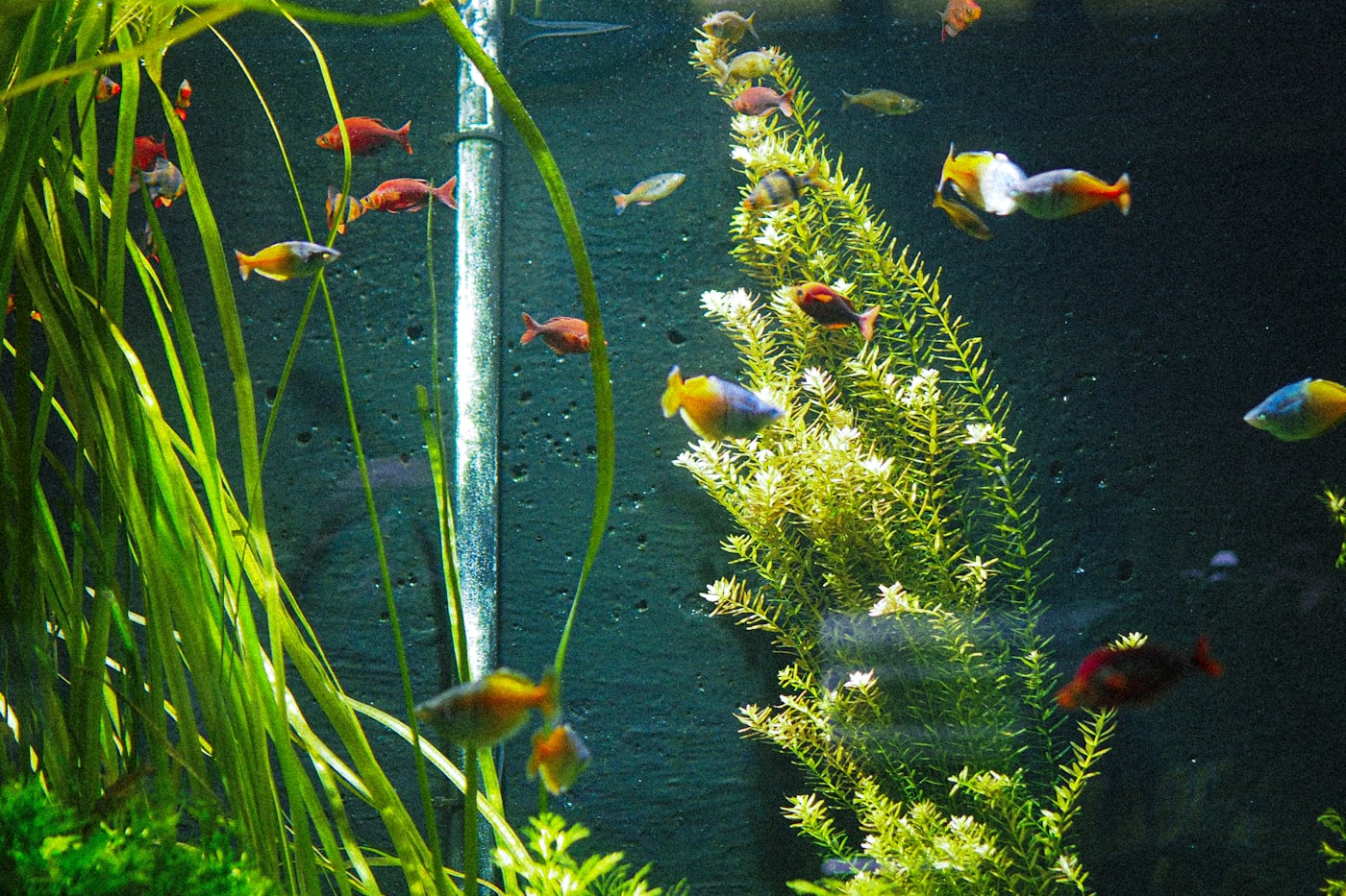 Kit acuario Tetra AquaArt 60 L (LED + filtro)