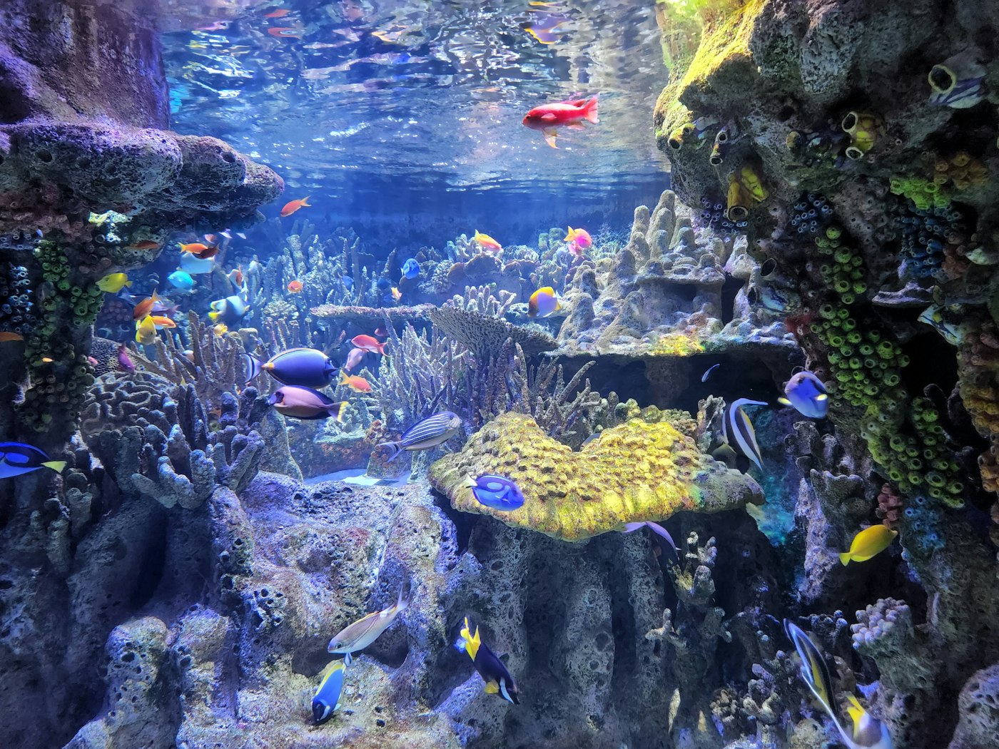 Tetra Betta Menu (gránulos para betta)