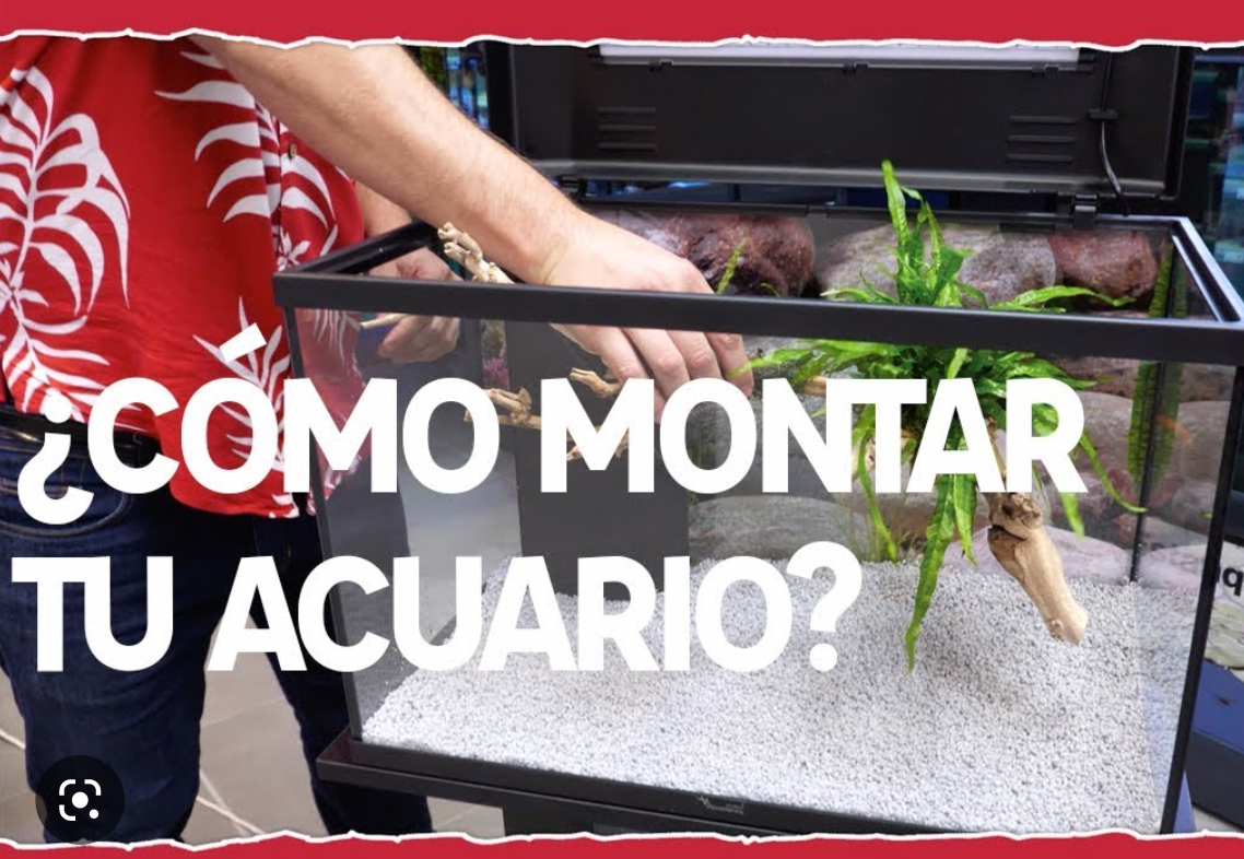 Cómo montar un acuario. Aprende paso a paso