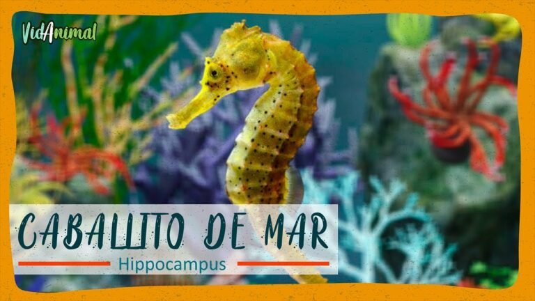 Los curiosos caballitos de mar Hippocampus spp.