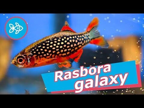 La Rasbora Galaxy, el precioso rey de los danios