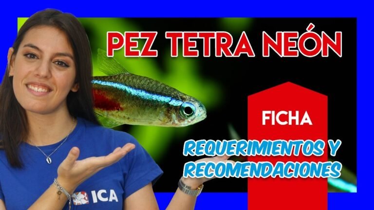 El Pez Neón, uno de los peces más coloridos