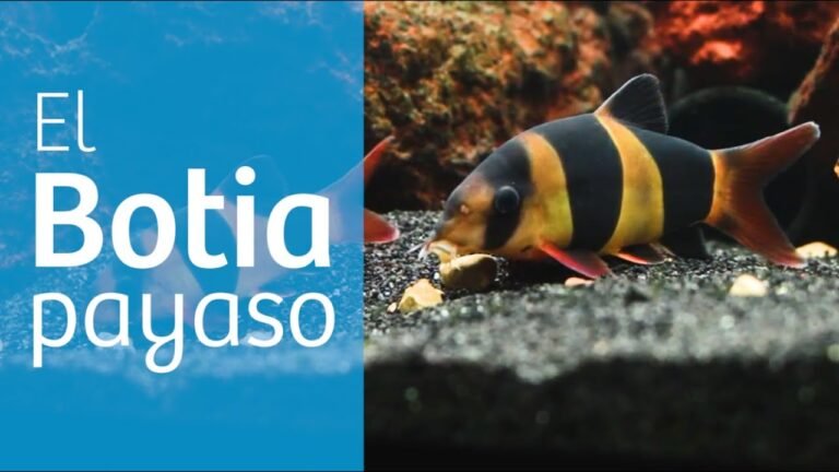 Botia Payaso, el pez comecaracoles