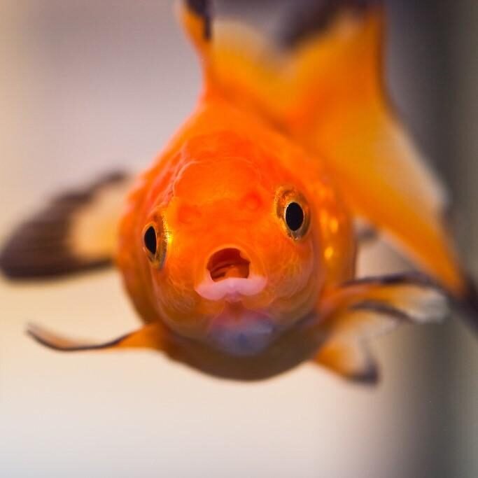 El pez Goldfish: Uno de los más populares